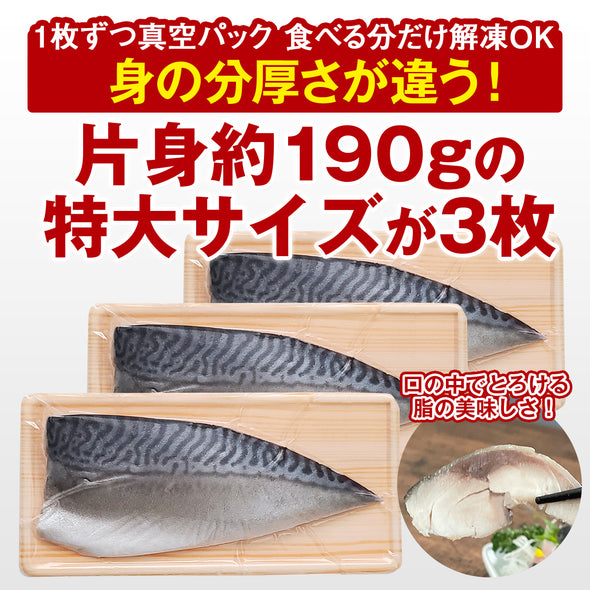 【送料無料】千葉県 銚子産 しめ鯖 ３枚セット
